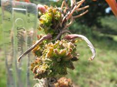 Aceria aloinis
