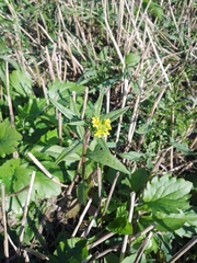 Erysimum hieraciifolium