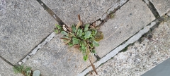 Plantago major