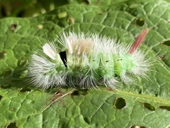 Calliteara pudibunda