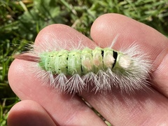 Calliteara pudibunda