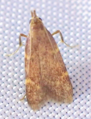 Aglossa electalis