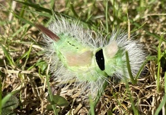 Calliteara pudibunda