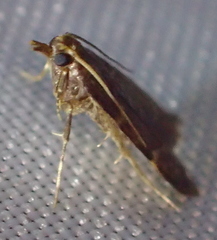 Aglossa electalis