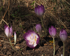 Colchicum bivonae