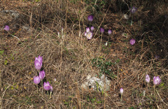 Colchicum bivonae