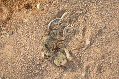 Phrynocephalus helioscopus