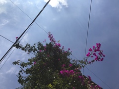 Papilio multicaudata