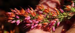 Erica nudiflora