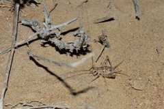 Gryllomorpha