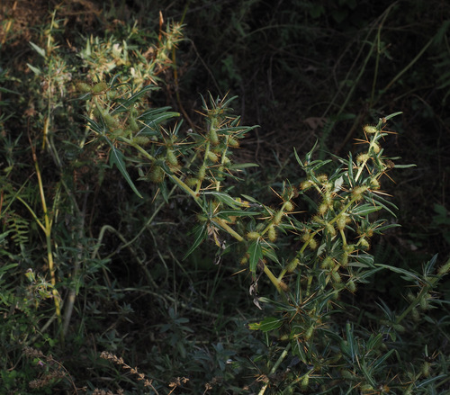 Xanthium spinosum iNat (1)