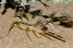 Paragaleodes pallidus