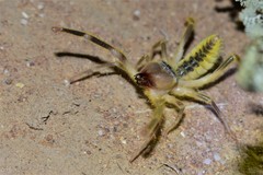 Paragaleodes pallidus