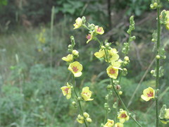 Verbascum chaixii