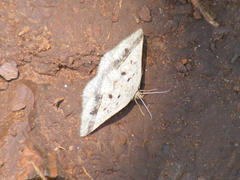 Chiasmia rectilinea