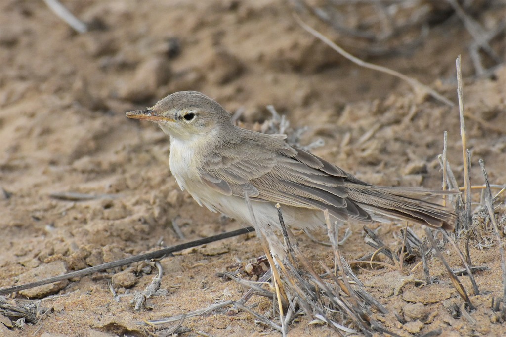 Sykes's Warbler