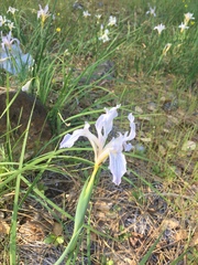 Iris macrosiphon