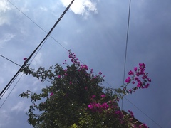 Papilio multicaudata