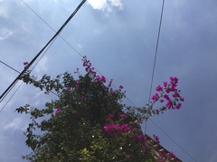 Papilio multicaudata