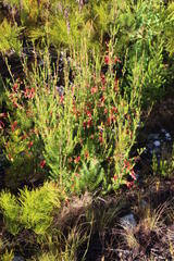 Erica versicolor