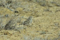 Melanocorypha calandra