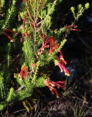 Erica versicolor