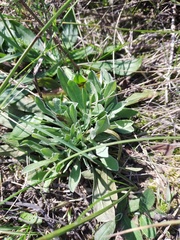 Helichrysum arenarium