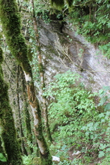 Buxus colchica