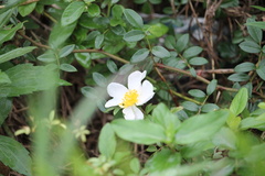 Rosa bracteata
