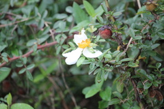 Rosa bracteata