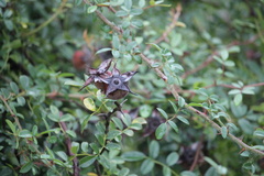 Rosa bracteata