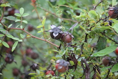 Rosa bracteata