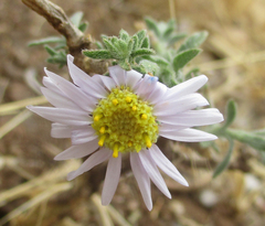 Felicia clavipilosa