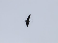 Branta canadensis