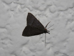 Hypena