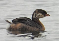 Podilymbus podiceps