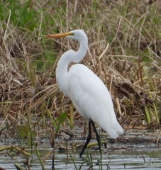 Ardea alba