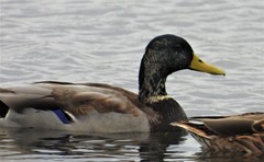 Anas platyrhynchos