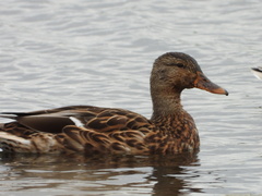Anas platyrhynchos
