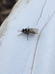 Diptera
