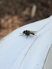 Diptera