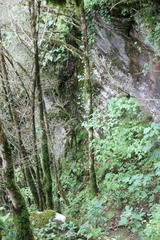 Buxus colchica