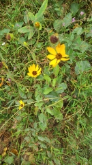 Helianthus silphioides