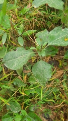 Helianthus silphioides