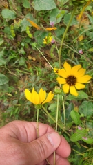 Helianthus silphioides