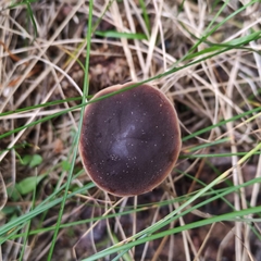 Macrocystidia