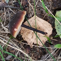 Macrocystidia