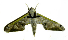 Adhemarius sexoculata