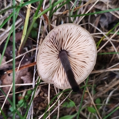 Macrocystidia
