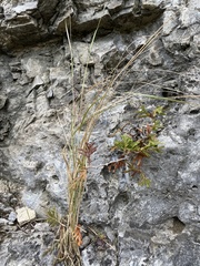 Sporobolus neglectus